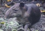 Tapir, Kostaryka Corcovado