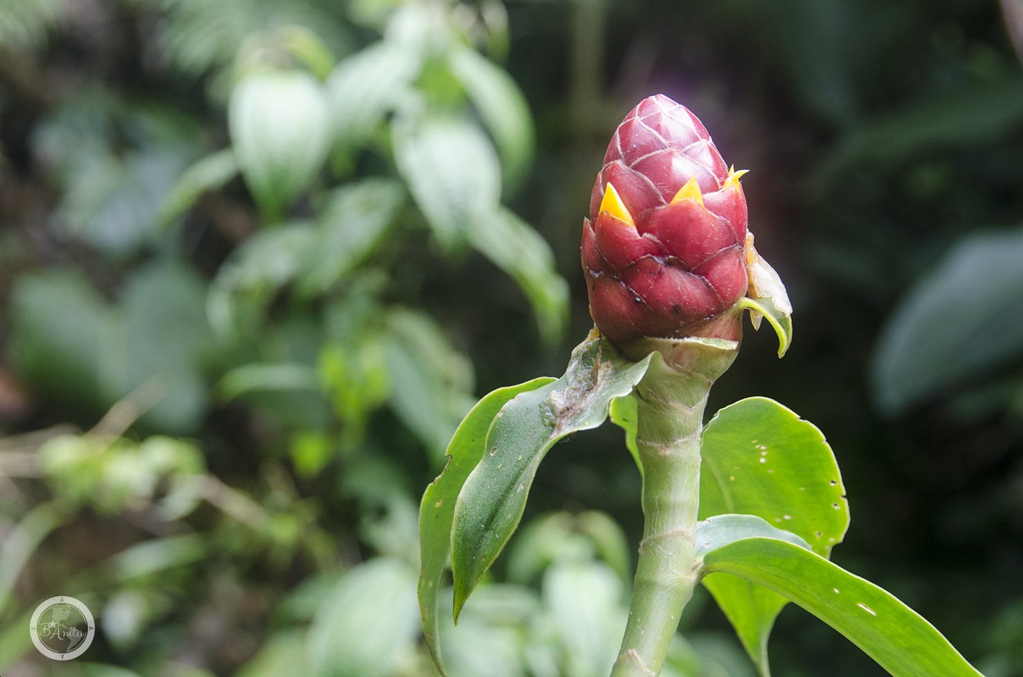 Monteverde Kostaryka kwiat