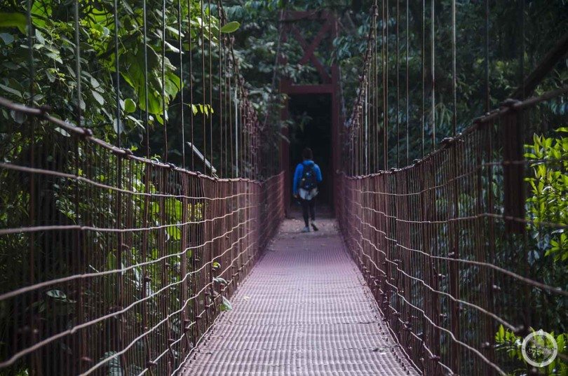 Słynny most w Rezerwacie Monteverdde