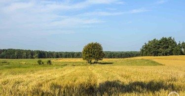 Polska wschodnia -łaka